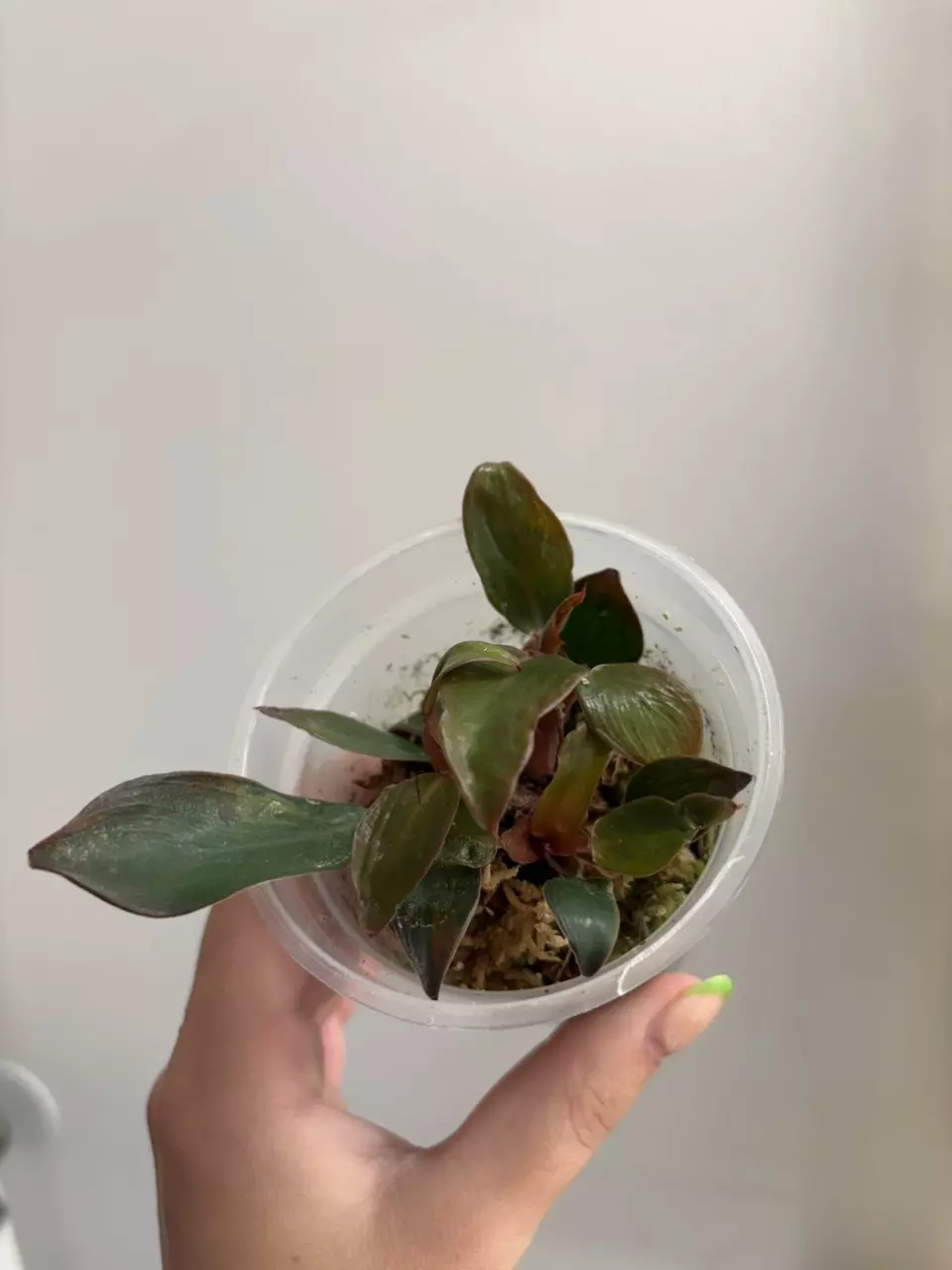 Variegated Philodendron McColley’s Finale thumbnail