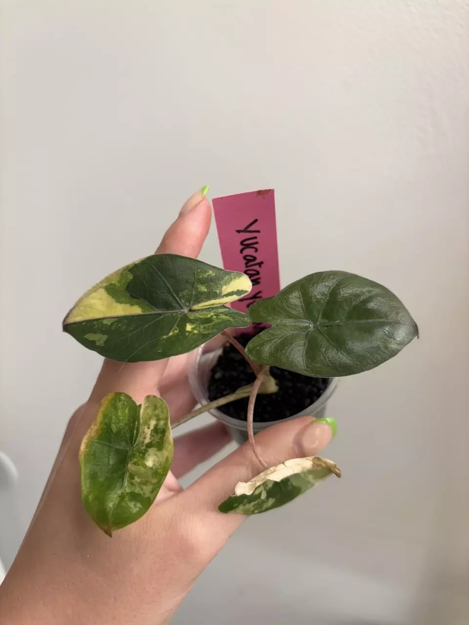 Alocasia Yucatan Princess Yellow/Aurea thumbnail