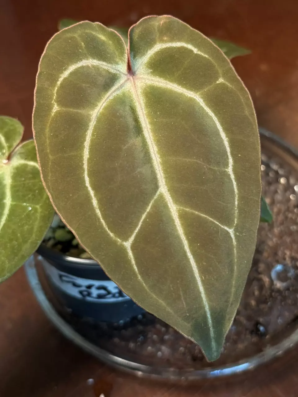 A. Forgettii x Red Tiger thumbnail