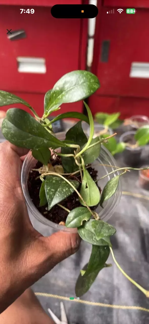 Hoya Crassipetiolada Splash thumbnail
