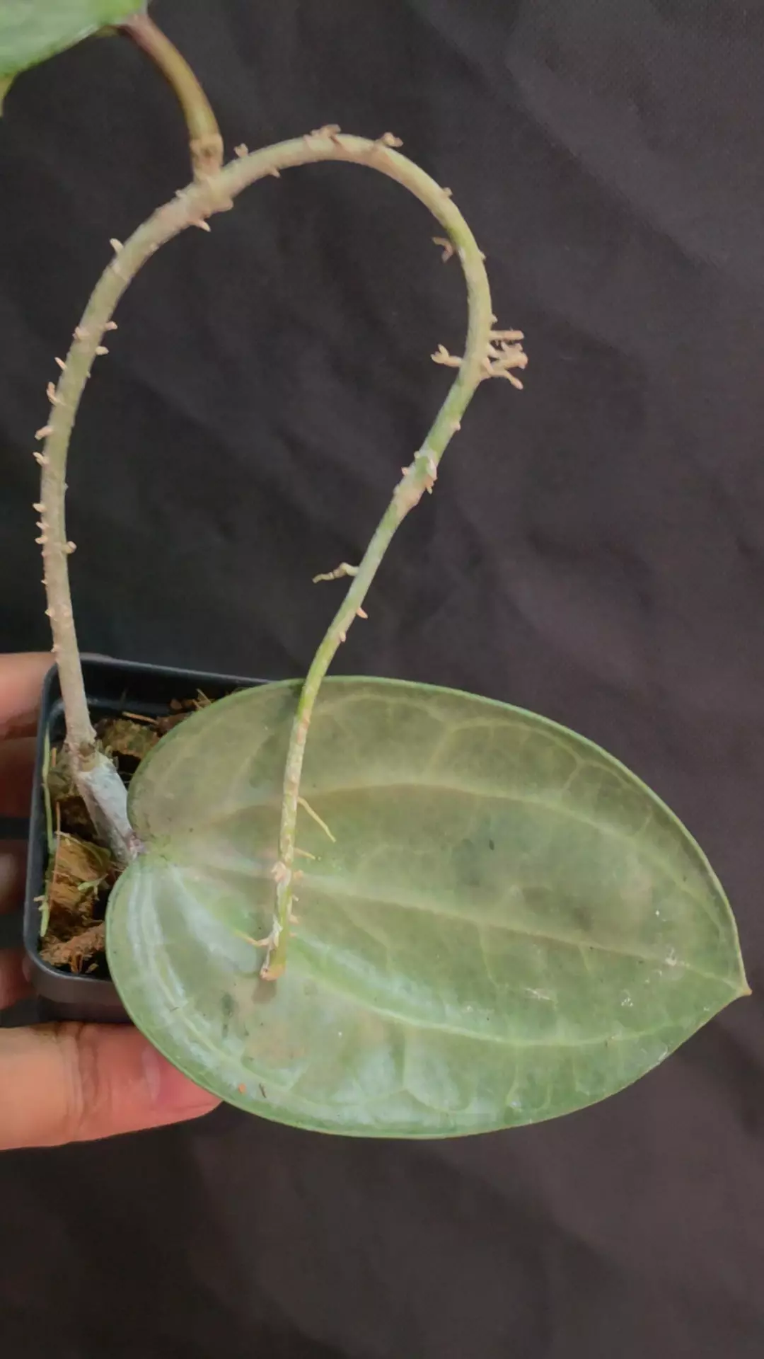 Hoya Latifolia Silver thumbnail