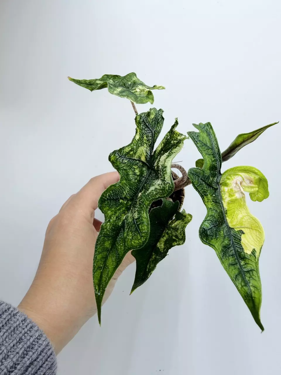Alocasia 'Jacklyn' variegated (Aurea) thumbnail