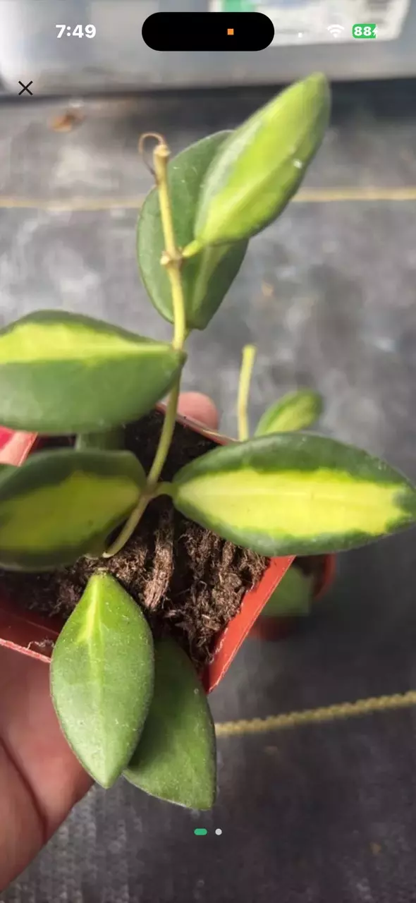 Hoya Burtonie Var thumbnail