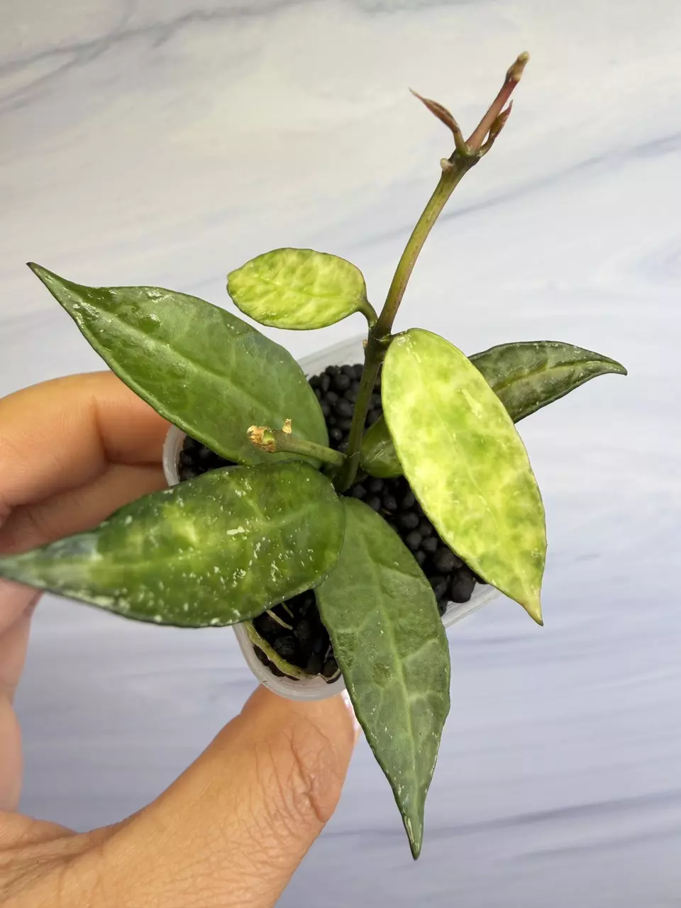 🪴Hoya Lacunosa Peridot
✨Newly rooted cutting with new growth thumbnail