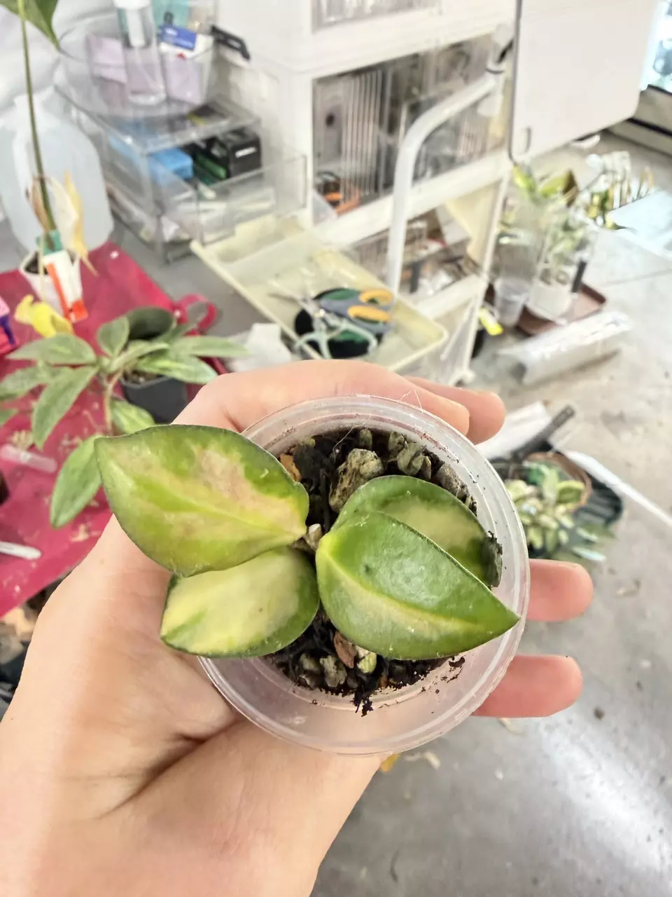 Hoya Incurvula Lime Whisper thumbnail