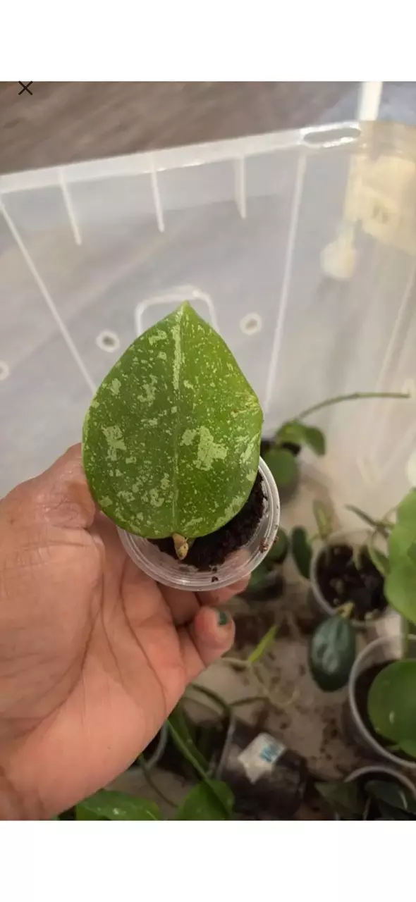 Hoya KSB 08 thumbnail