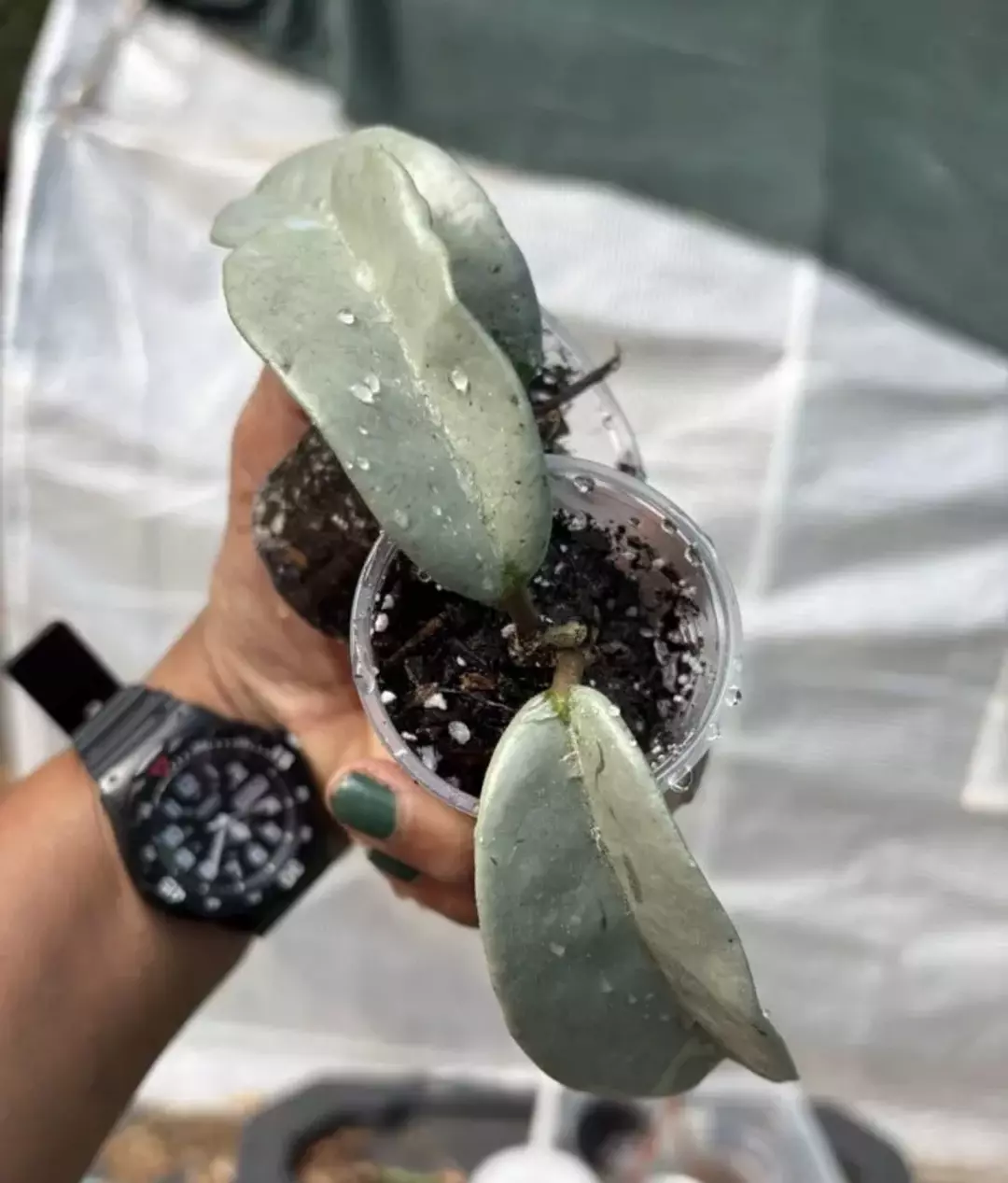 Hoya Nova Ghost thumbnail