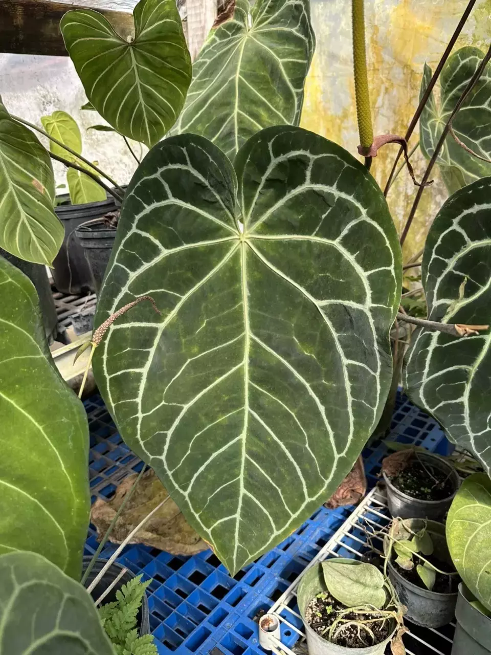 Jungle Giant Seedling from Barry thumbnail