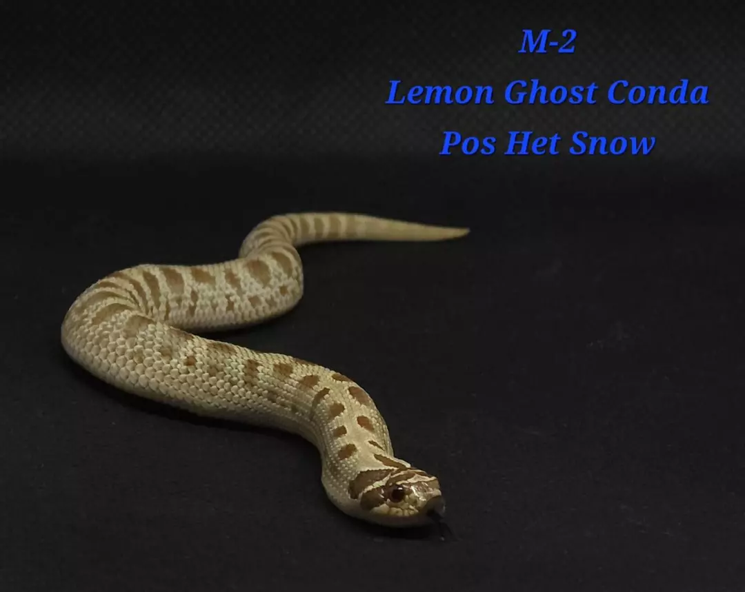 Lemon Ghost Conda Pos Snow thumbnail