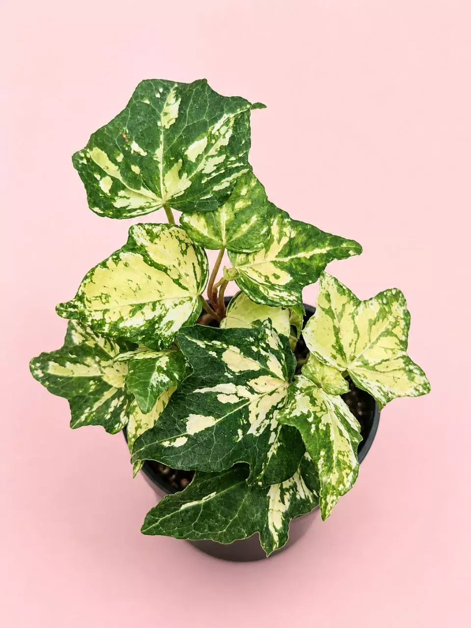 Variegated Ivy Golden Ingot English Ivy thumbnail