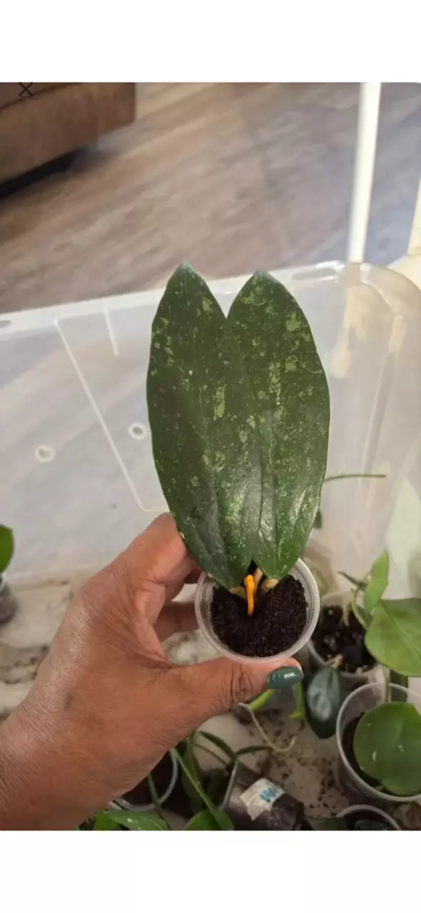 Hoya HB EPC 600 thumbnail