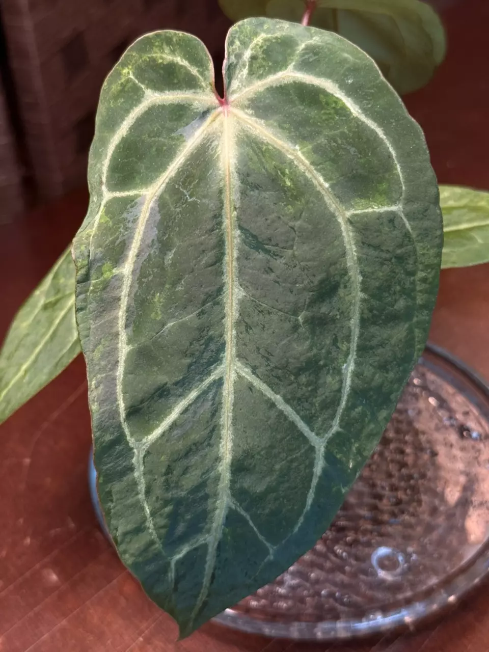 A. Variegated Pap x Michelle thumbnail