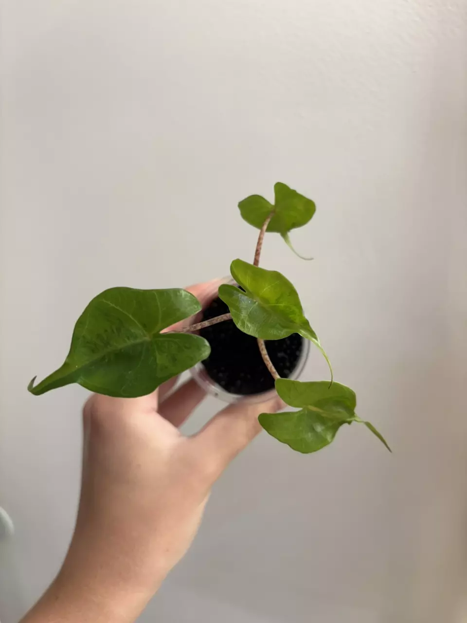 Alocasia Stingray Aurea thumbnail