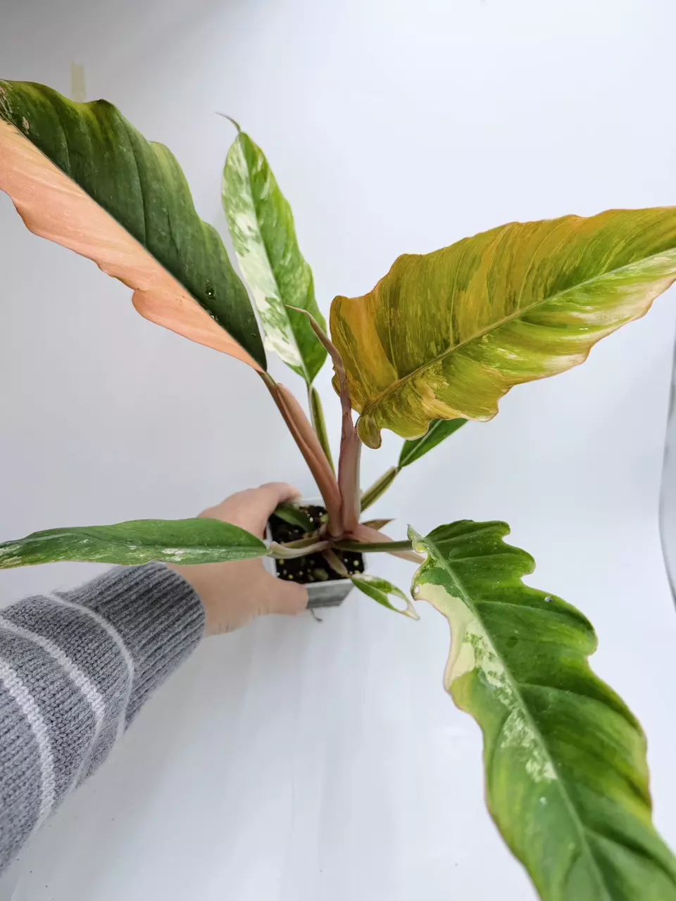 Philodendron Caramel Marble thumbnail