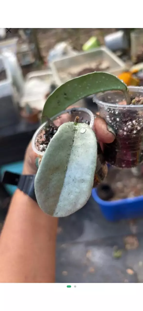 Hoya Nova Ghost thumbnail