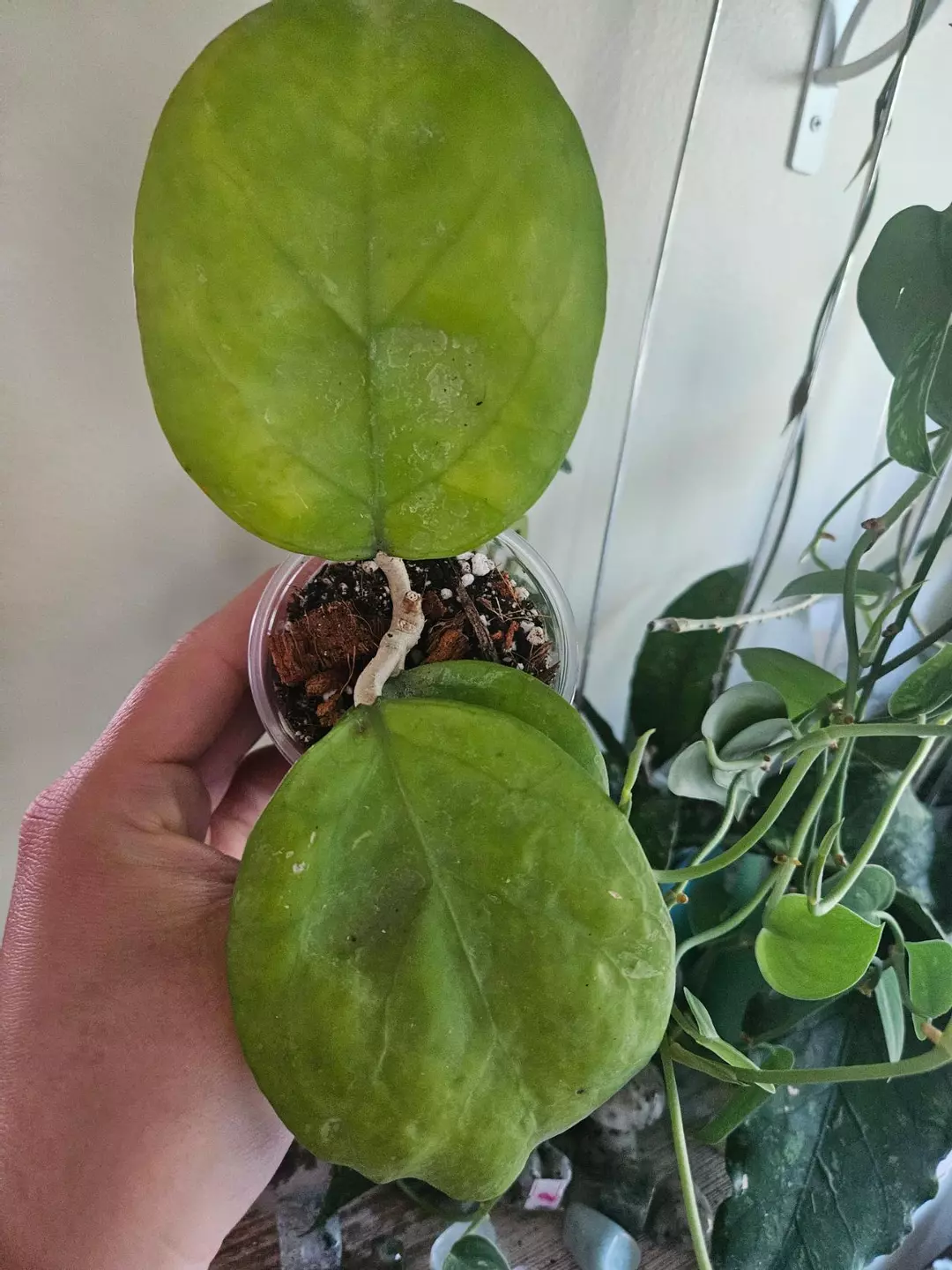 Hoya Ricardo #142 thumbnail