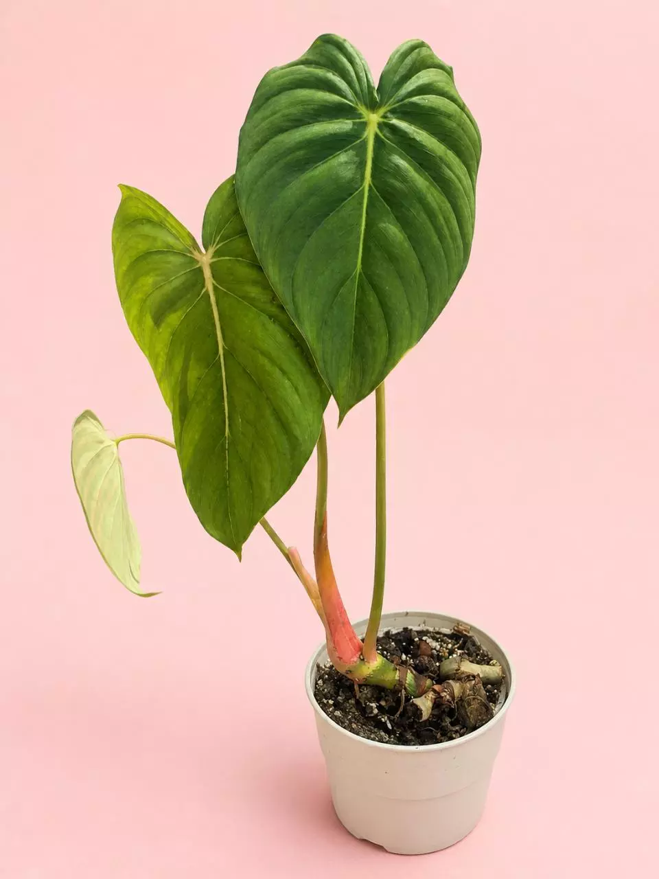 Philodendron Pastazanum 5 inch Terrestrial Creeping thumbnail