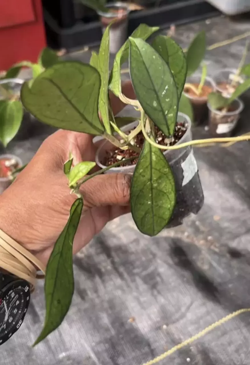 Hoya Crassipetiolada Green thumbnail