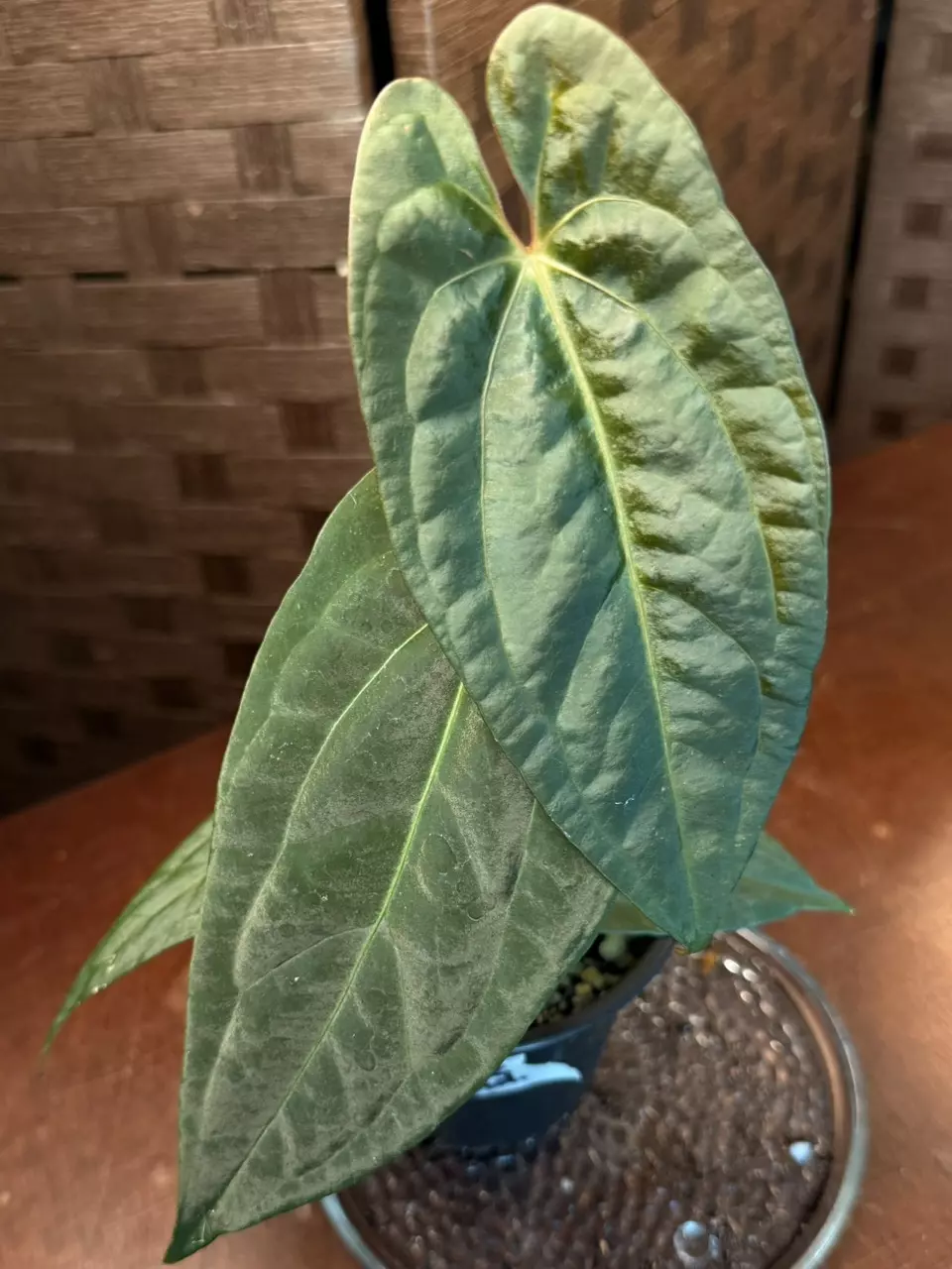 A. Fort Sherman x Yellow Spider thumbnail