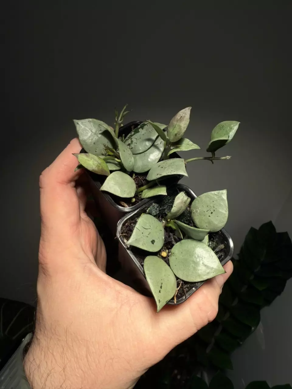 Hoya krohniana black silver thumbnail