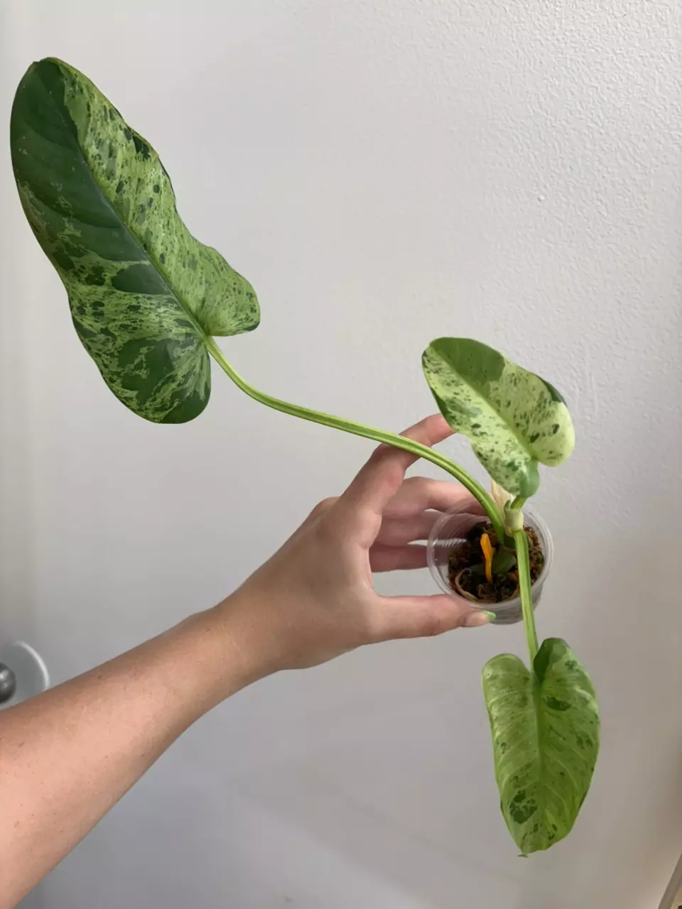 Variegated Alatisulcatum Philodendron thumbnail