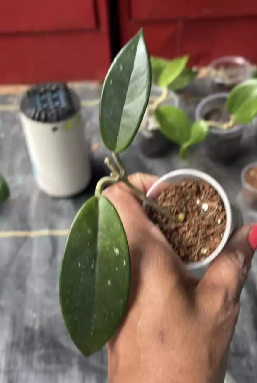Hoya stardust thumbnail