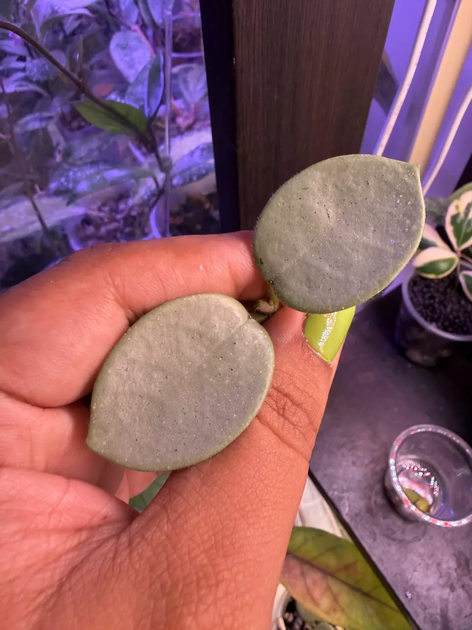 Grey fairy thumbnail