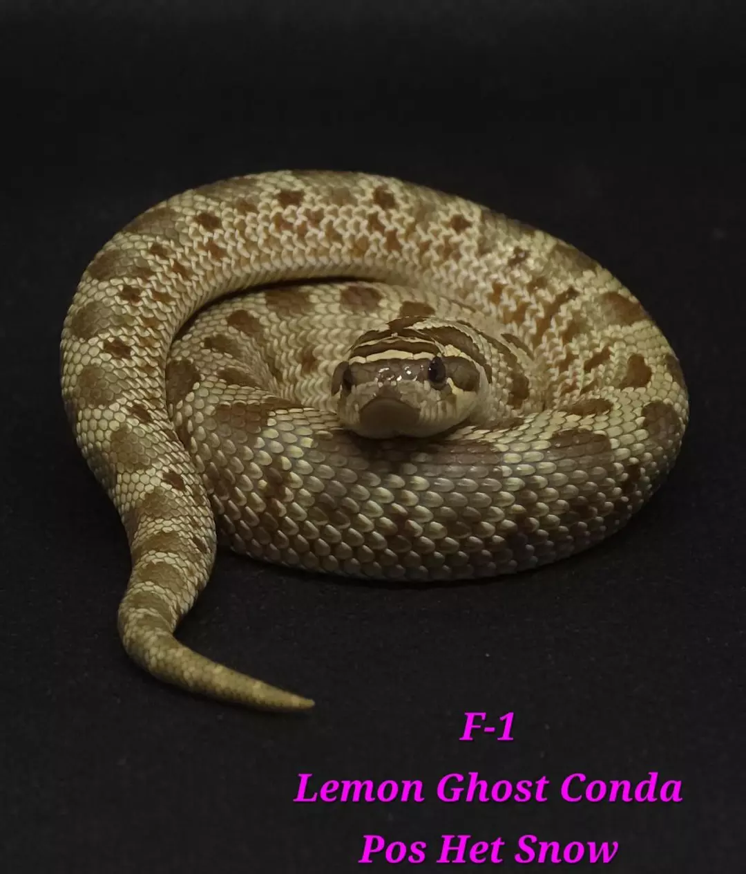 Lemon Ghost Conda pos het snow thumbnail