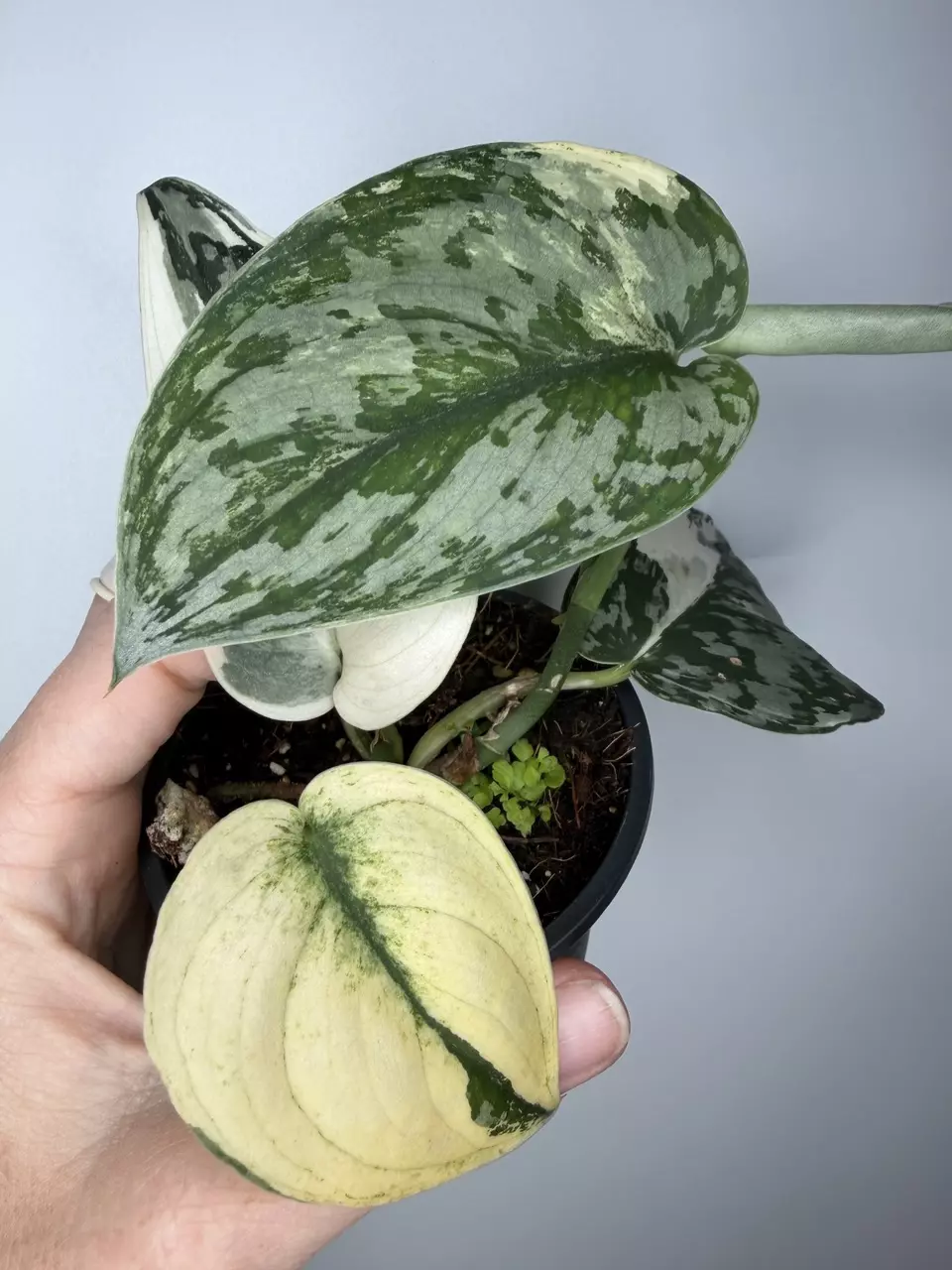 Scindapsus Mariposa - 3” Pot thumbnail