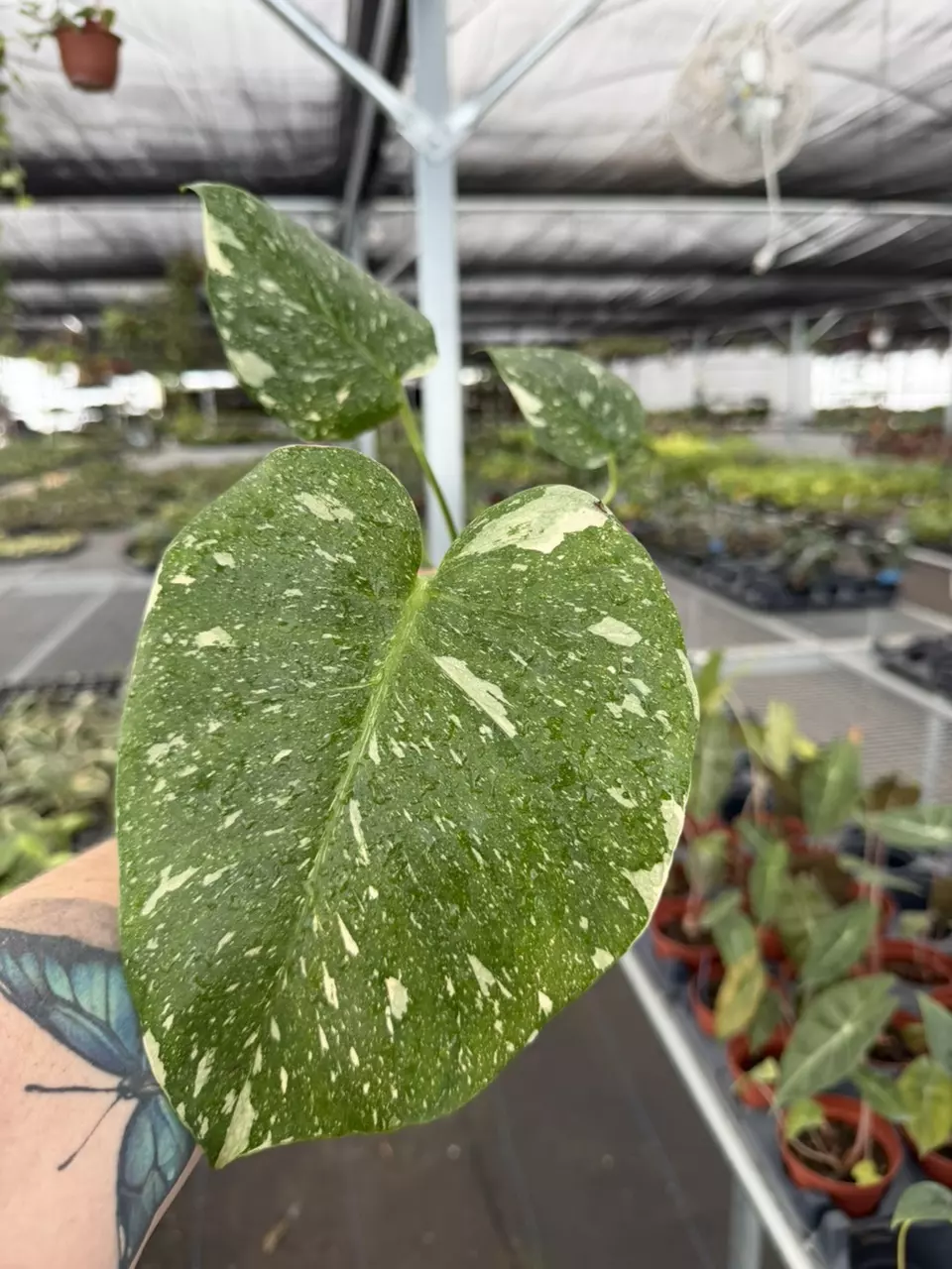Exact Plant Monstera Thai Constellation Specific 4” Pot 8434RSP | F thumbnail