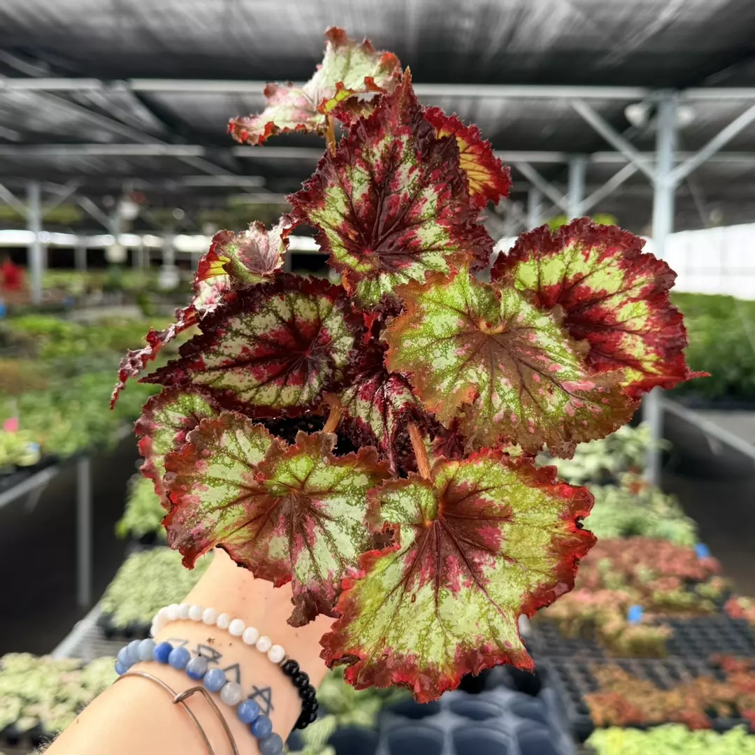 Begonia Heart’s Desire Specific 4” 8970ZSP | F | thumbnail
