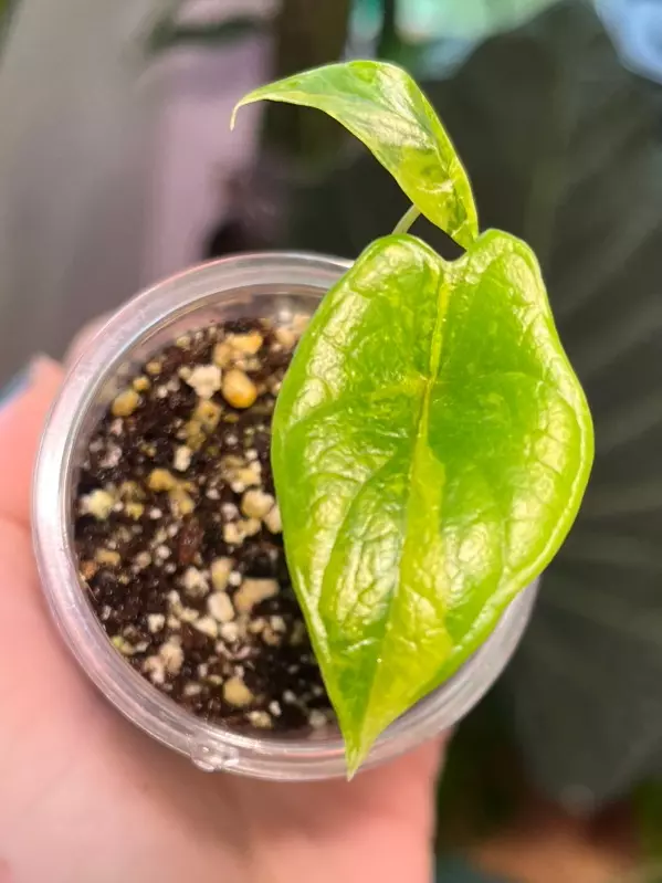 Aurea Scalprum thumbnail