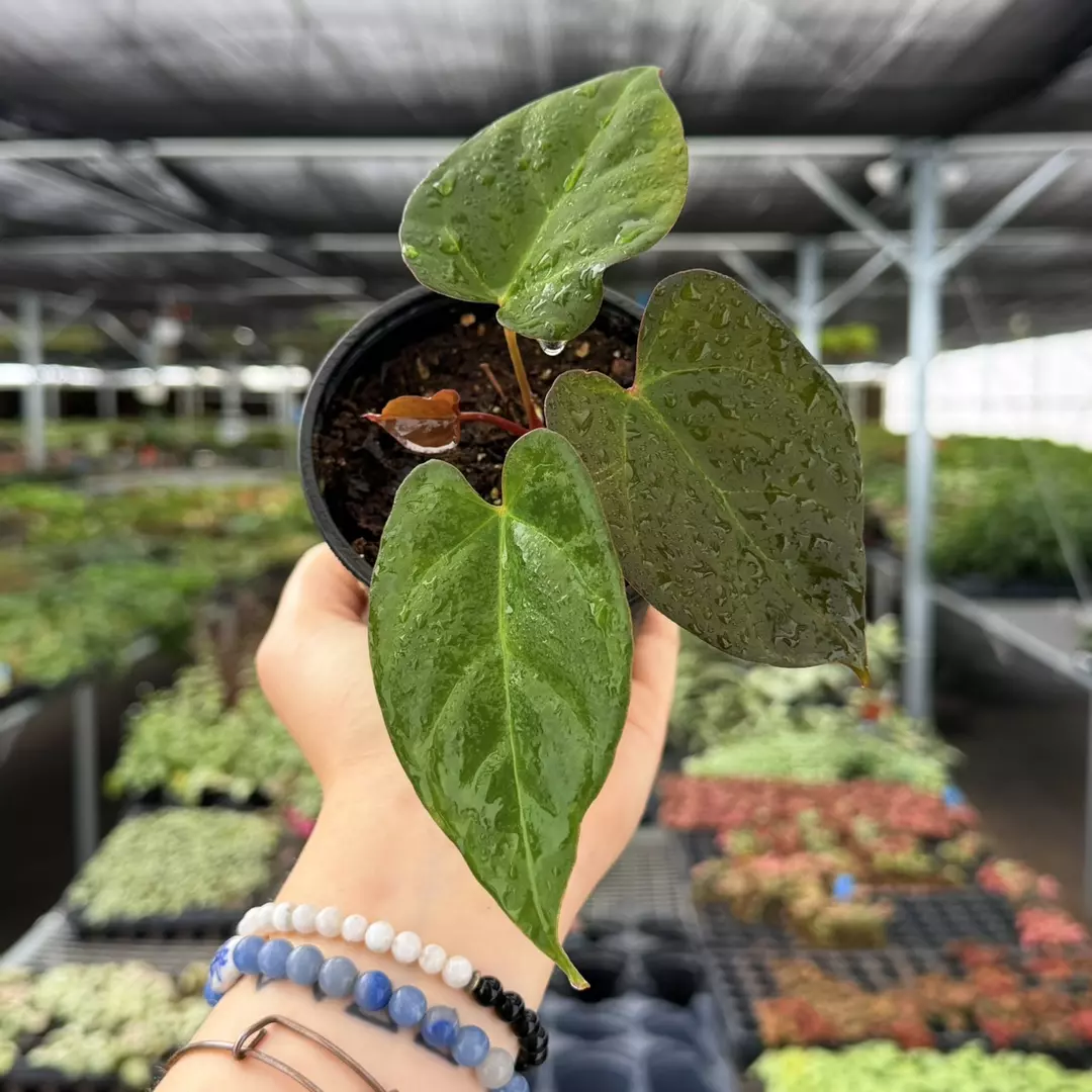 Anthurium Dressleri x BS Specific 4” Pot 8985ZSP | F | thumbnail