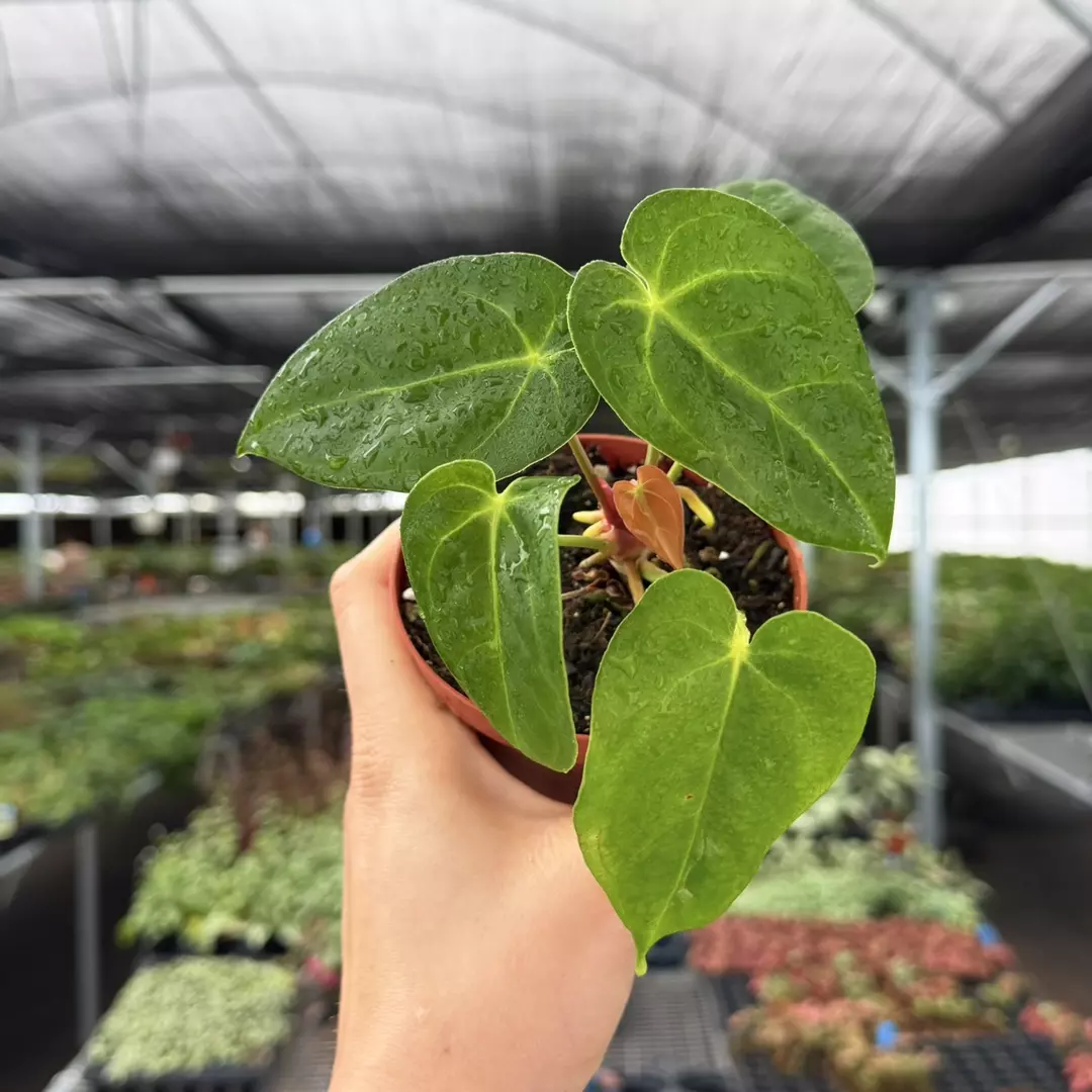 Anthurium Legend x Besseae Specific 4” Pot 8982ZSP | F | thumbnail