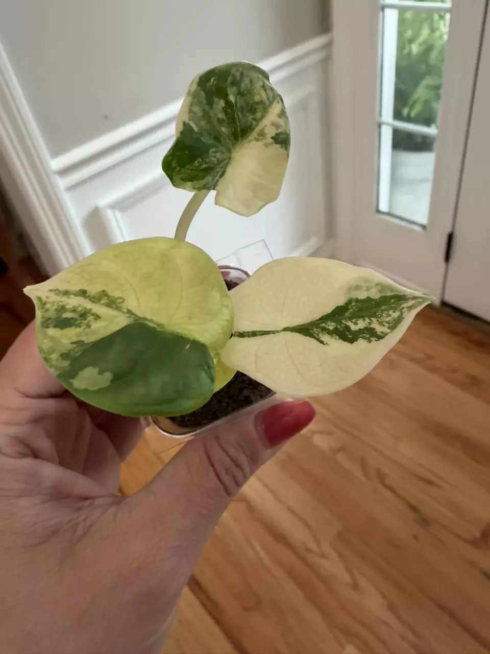 Dragon Scale Silver Aurea Variegated thumbnail