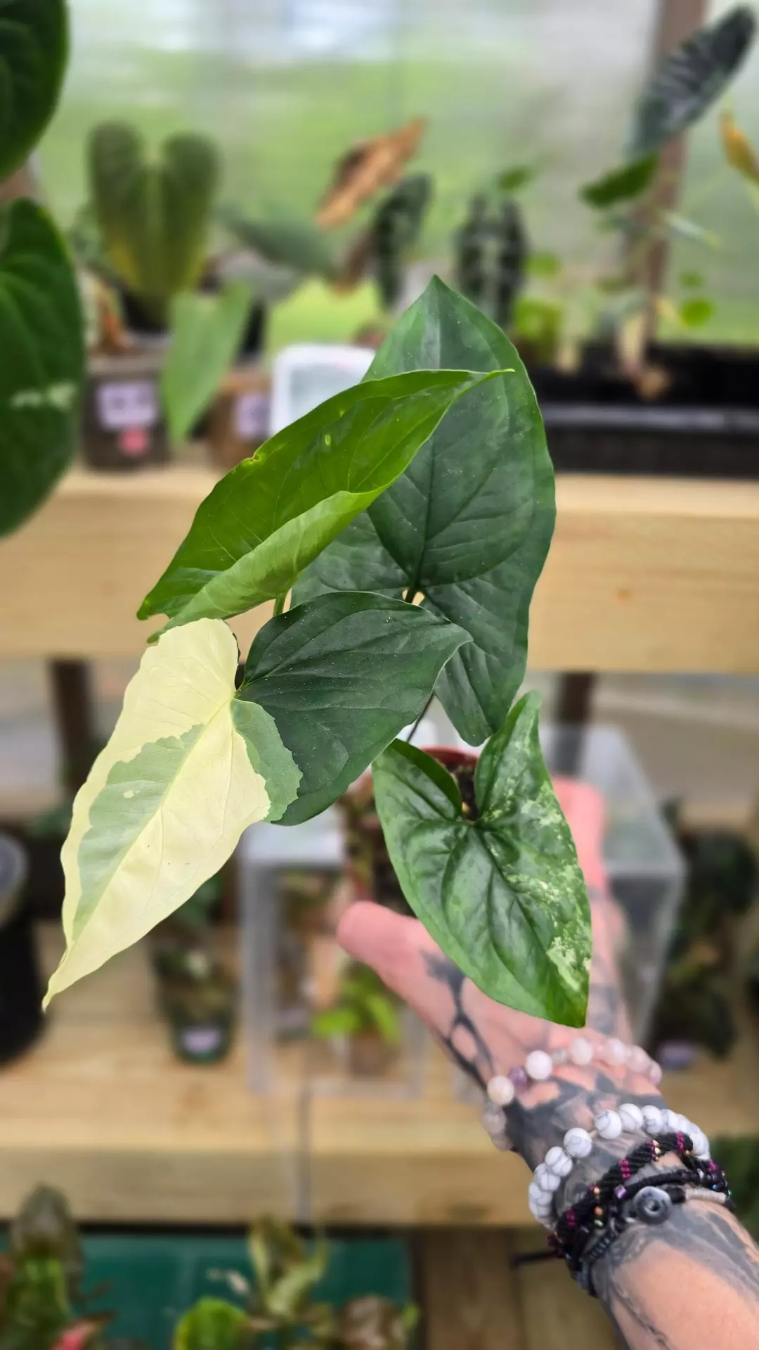 Syngonium albo thumbnail