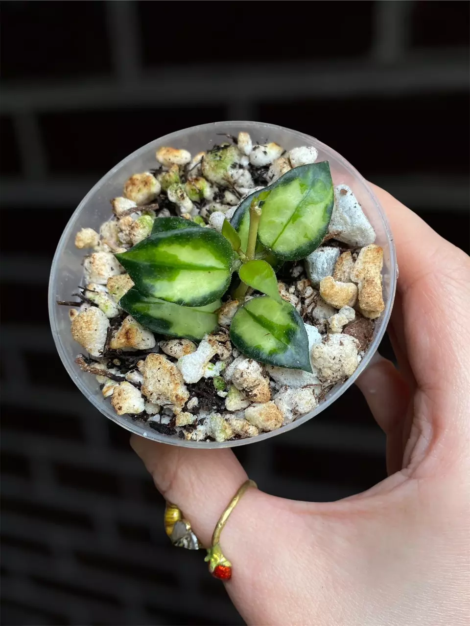 Hoya lacunosa ‘Bruno’ thumbnail