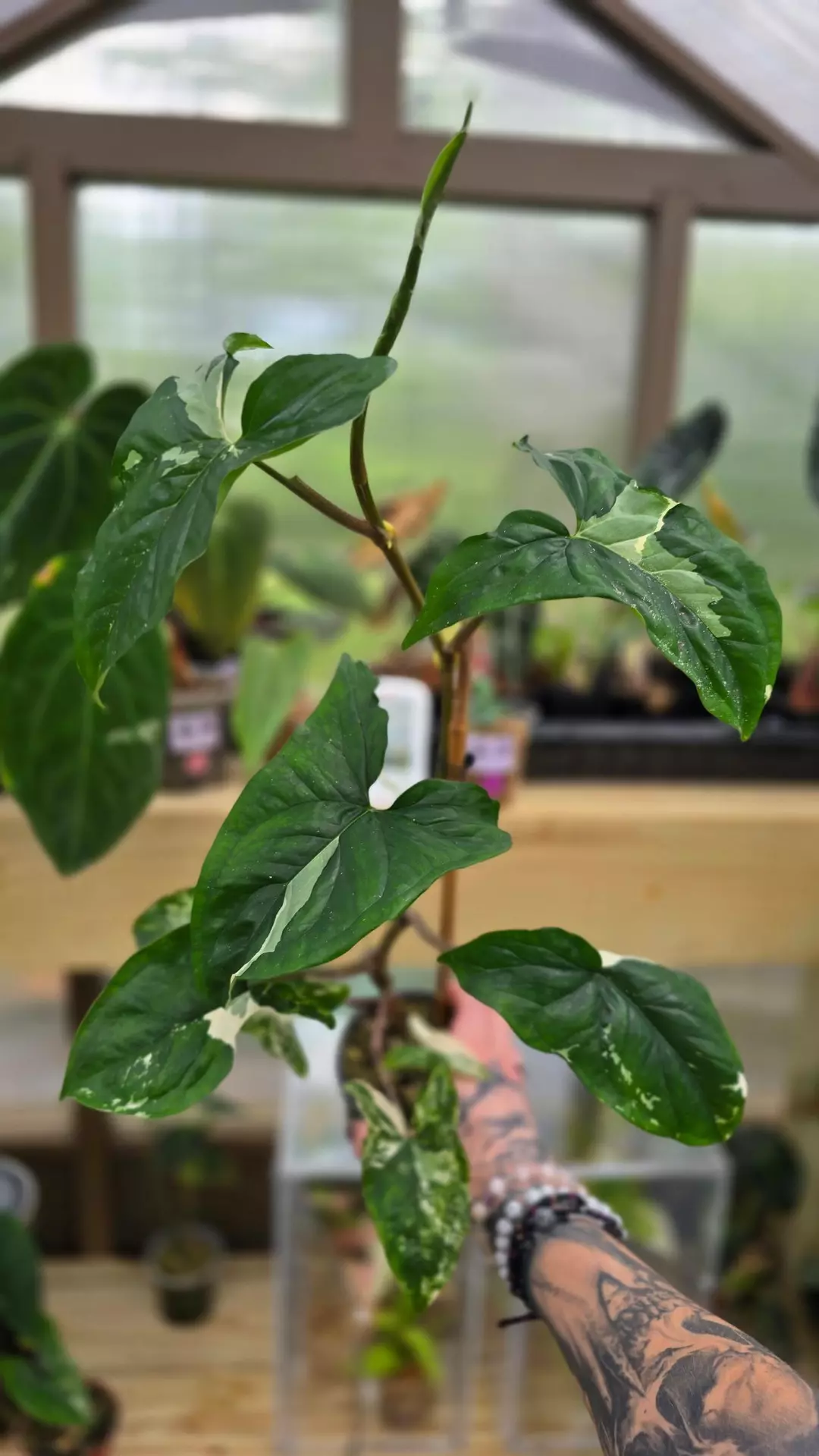 Syngonium albo thumbnail