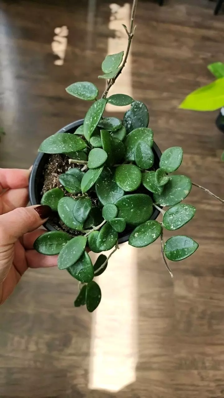 Hoya Mathilde thumbnail