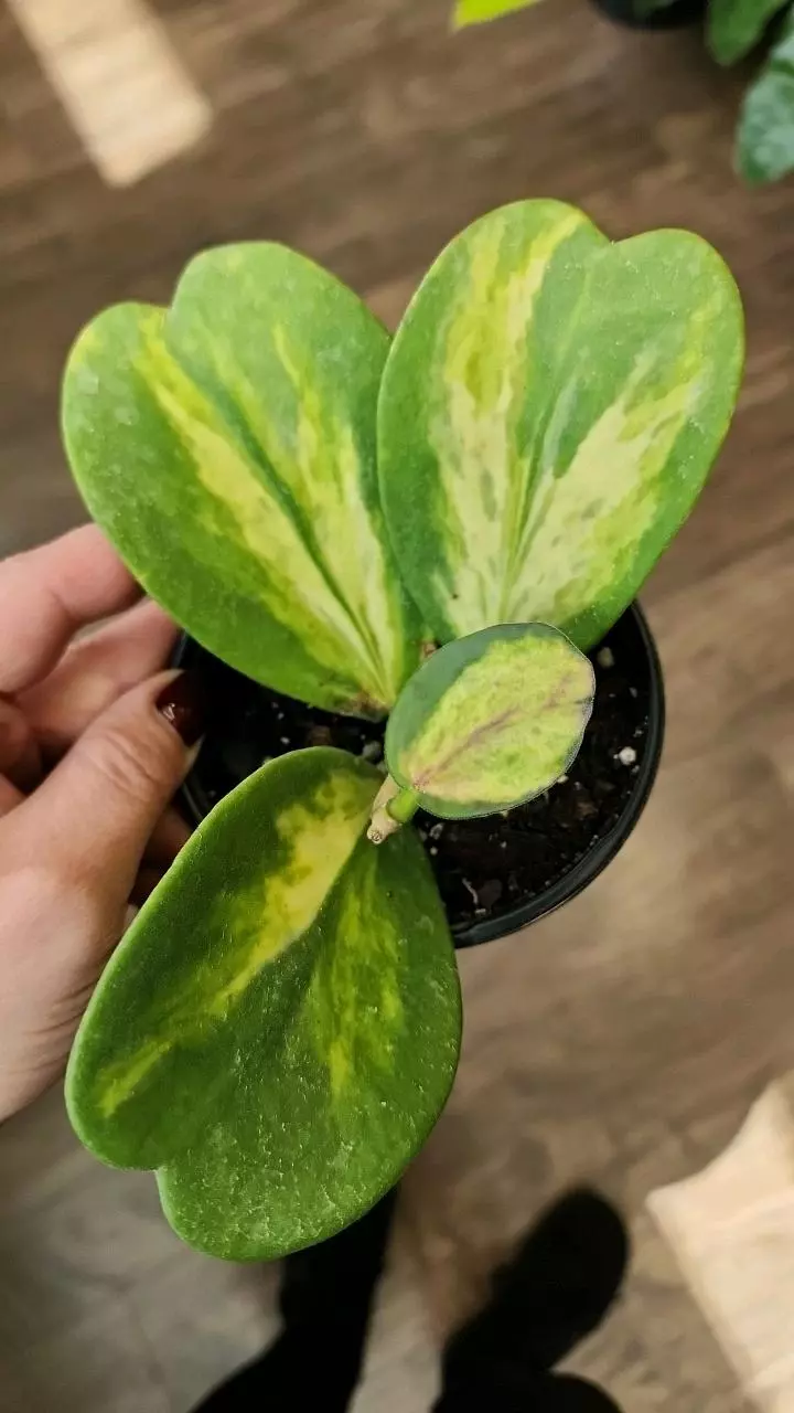 Hoya Kerrii Picta Spot thumbnail