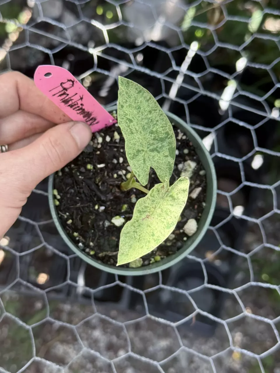3307 Pink Kinnary colocasia thumbnail