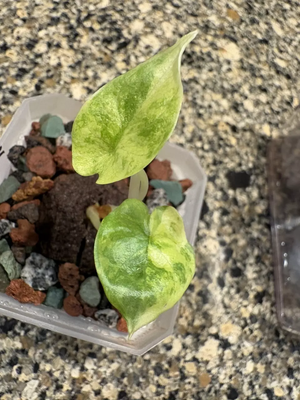 Alocasia Silver Dragon Aurea thumbnail