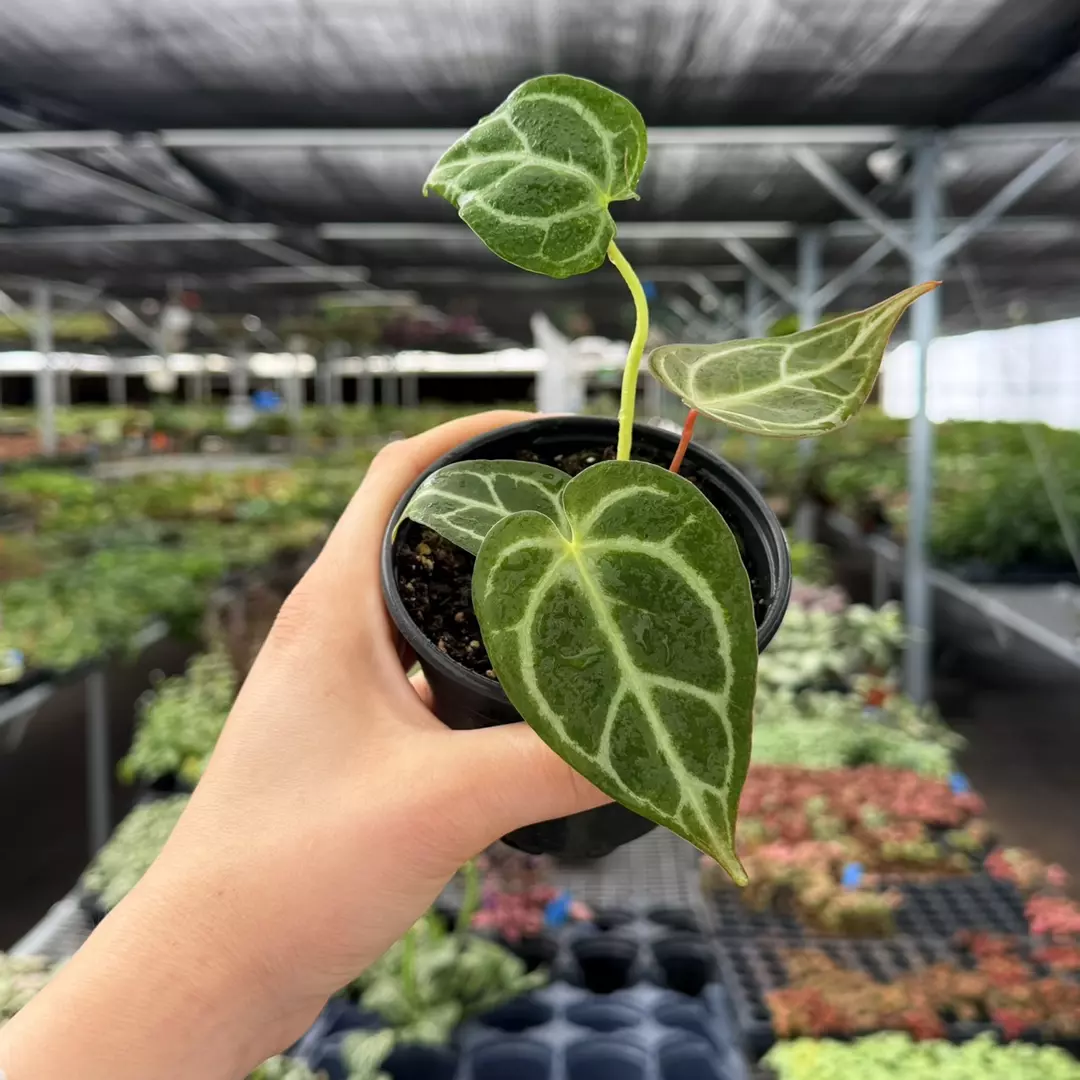 Anthurium Dressleri x Dorayaki Specific 4” Pot 8988ZSP | F | thumbnail