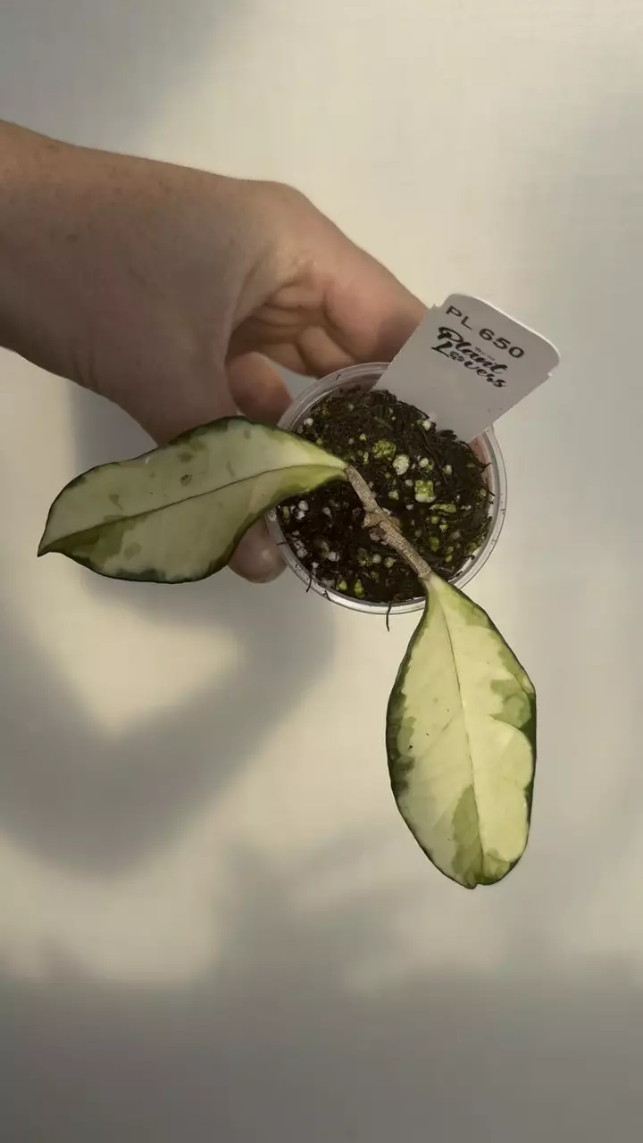 650: 1 inch Variegated Crassipetiolata thumbnail