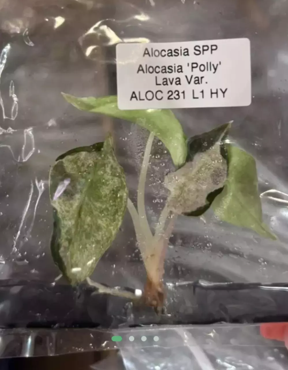 *BRAND NEW* POLLY LAVA MUTATION TISSUE CULTURE GROWERS CHOICE thumbnail
