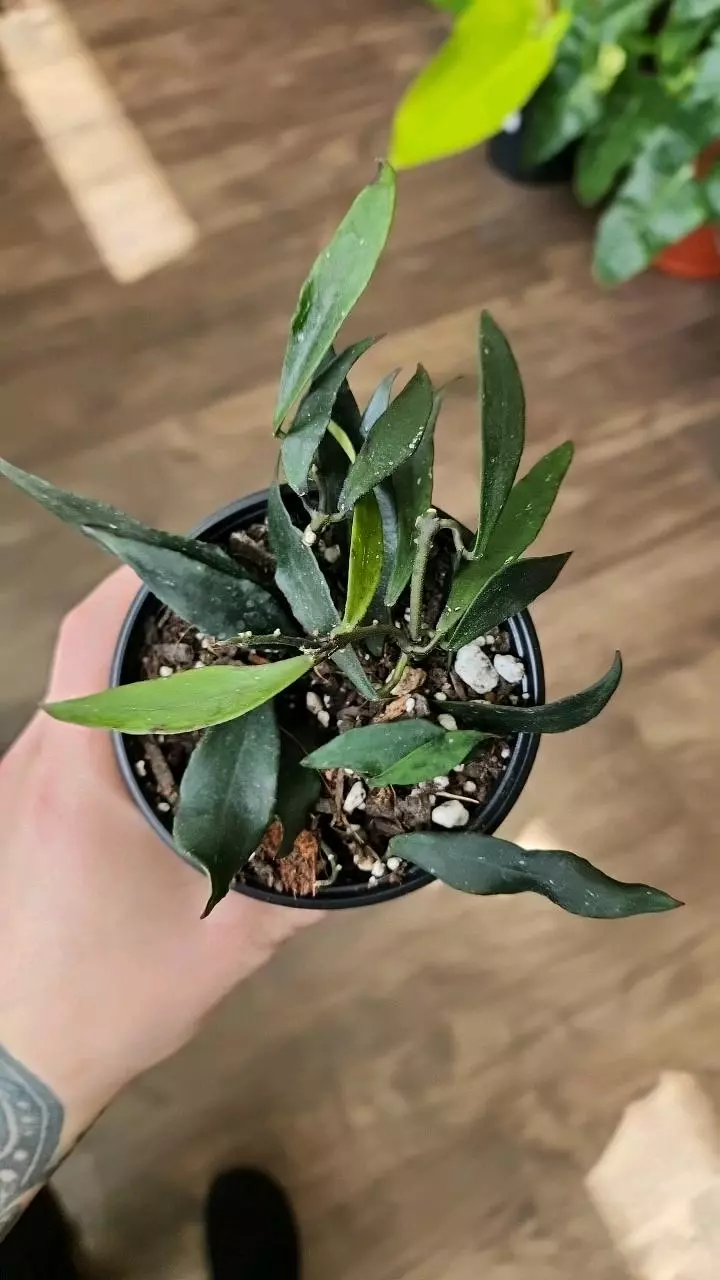 Hoya Mirabilis thumbnail