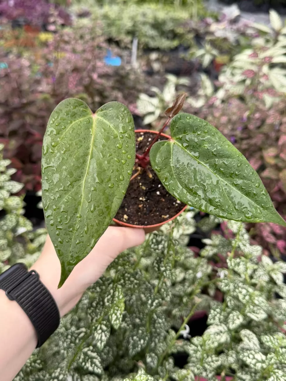 Anthurium Red Stem x Norte Specific 4” Pot 8267EMP | F thumbnail