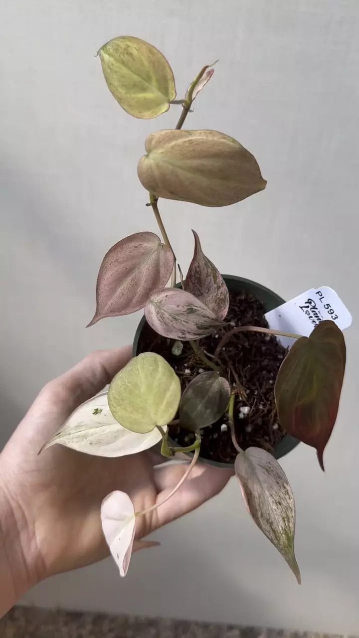 593: 4 inch Pink Micans thumbnail