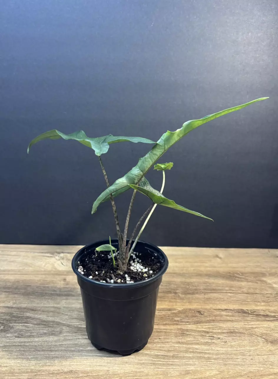 Alocasia Sabrina 4” 3749 thumbnail