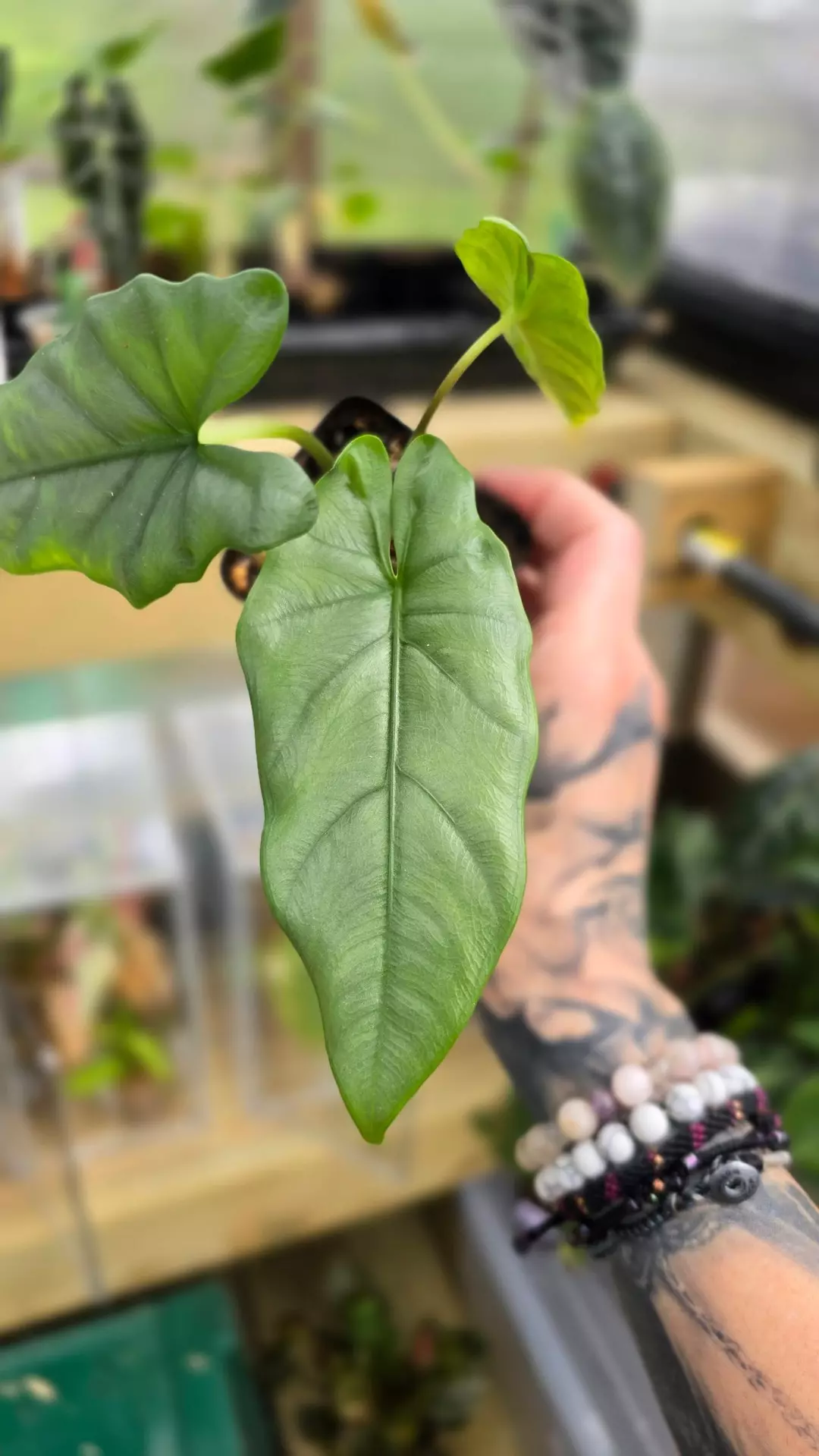 Heterophylla 'Corazon' thumbnail